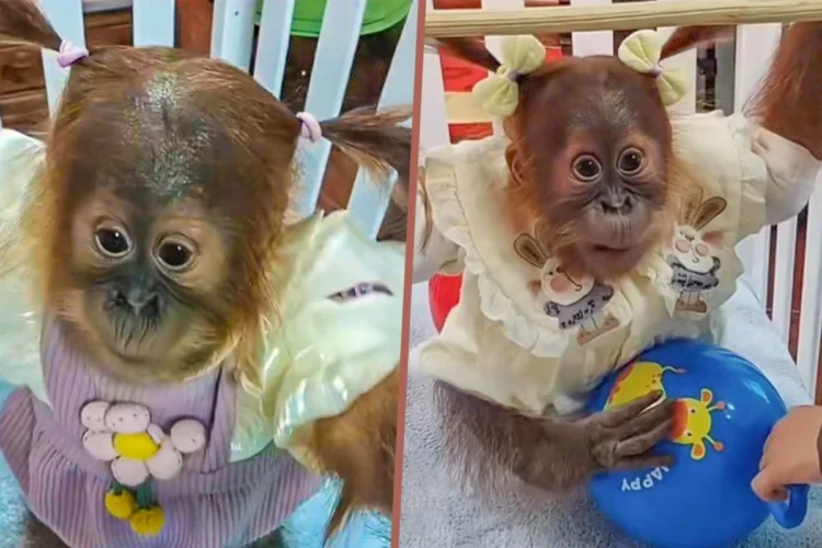  Chinese zoo slammed for putting clothes on baby chimp, braiding its hair 