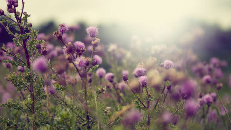 Hummingbirds Can’t Resist These Flowers—Plant Them Now!