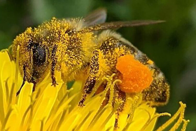 Grow These Flowers to Bring More Bees to Your Backyard