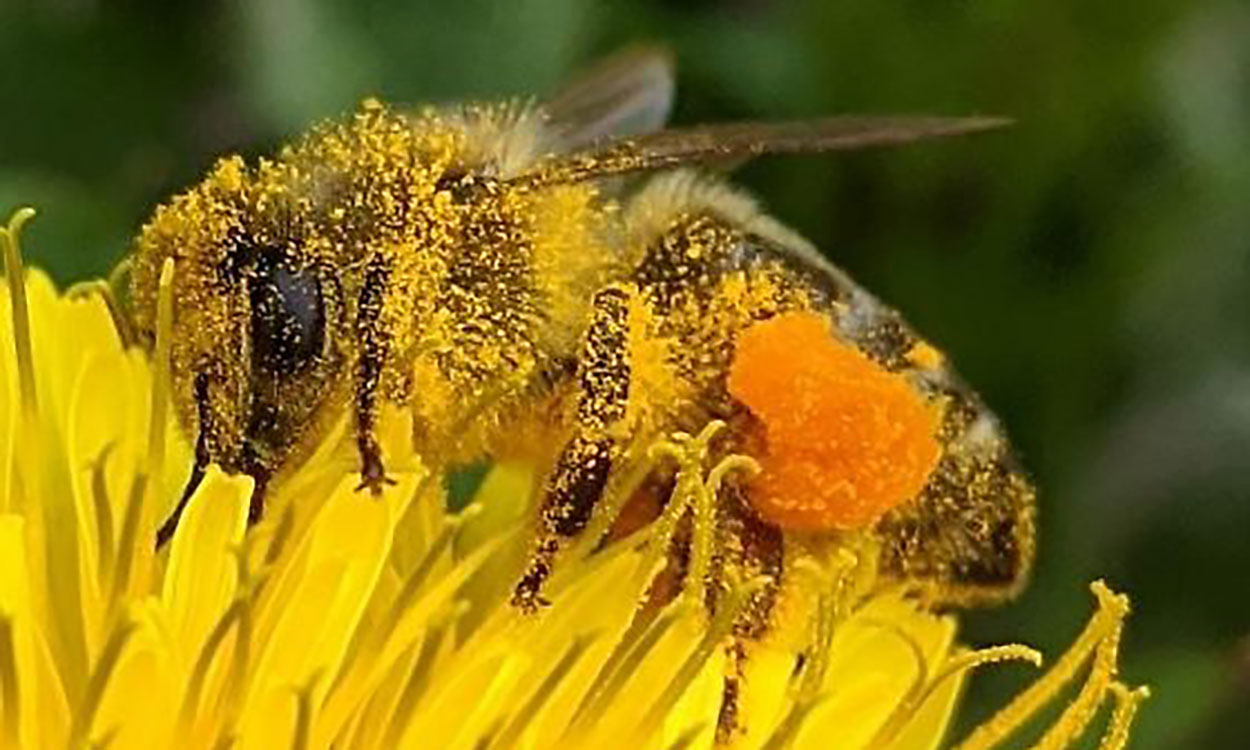 Grow These Flowers to Bring More Bees to Your Backyard