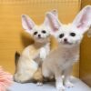 Adoptable Fennec Foxes