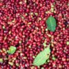 Buy Pure Green Coffee +256790560642 Arabica Robusta coffee beans